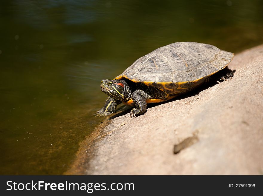 Turtle in litle lake at Martires da Patria garden in Lisbon