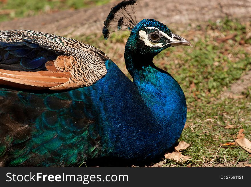 Peacock in martires da patria garden