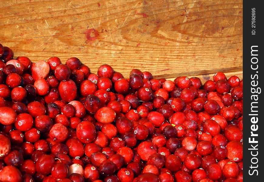 A wooden crate full of freshly harvested cranberries in the sunlight. A wooden crate full of freshly harvested cranberries in the sunlight.