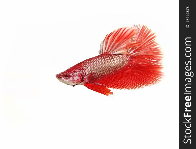 Red betta fish on white background