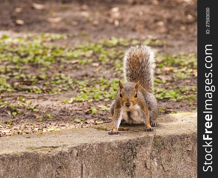 A feisty Gray Squirrel in the park on ready alert. A feisty Gray Squirrel in the park on ready alert