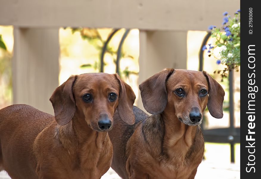 Two bright eyed reddish brown female dachshund dogs standing side by side. Two bright eyed reddish brown female dachshund dogs standing side by side