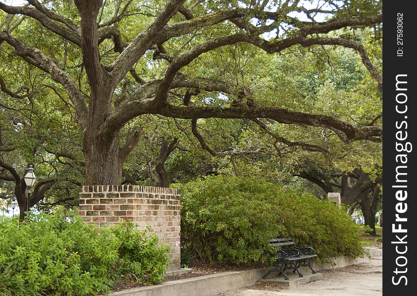 A beautiful large Live Oak Tree in Battery Park with other foliage and a quaint park bench