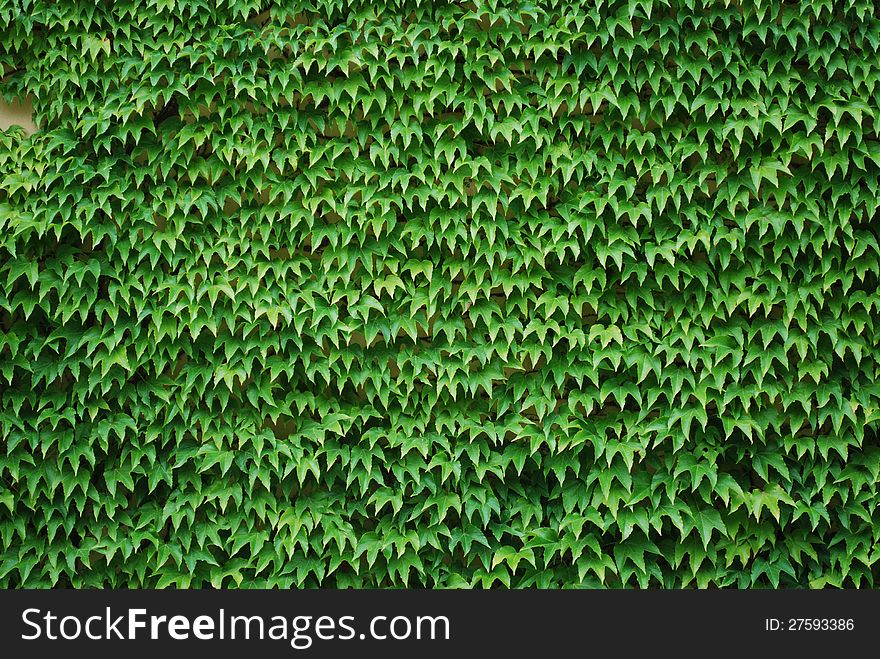 Background wall with green ivyleaf