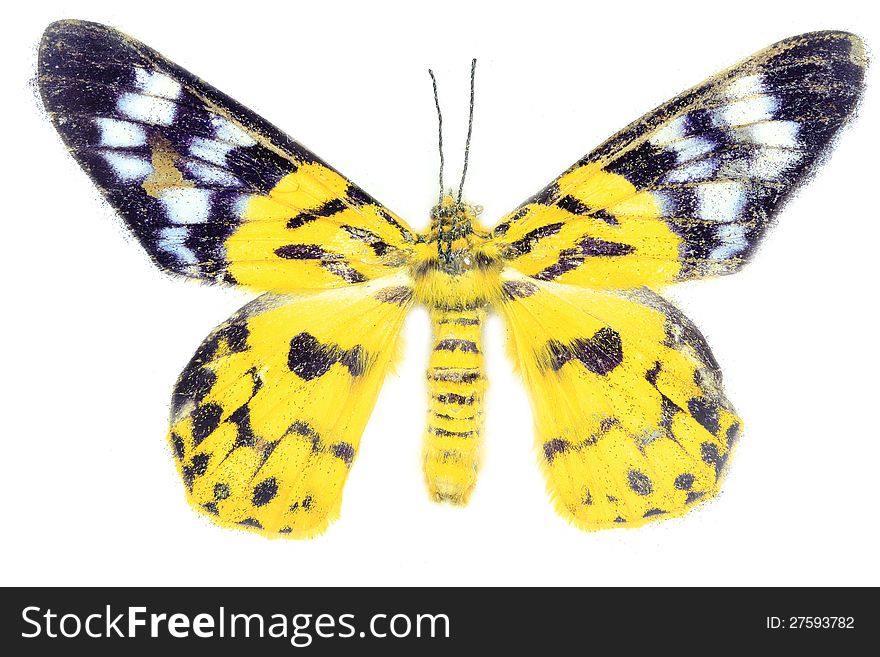 Yellow butterfly on white background. Yellow butterfly on white background