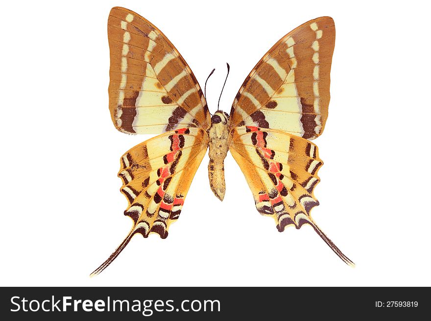 Butterfly on white background, clipping path