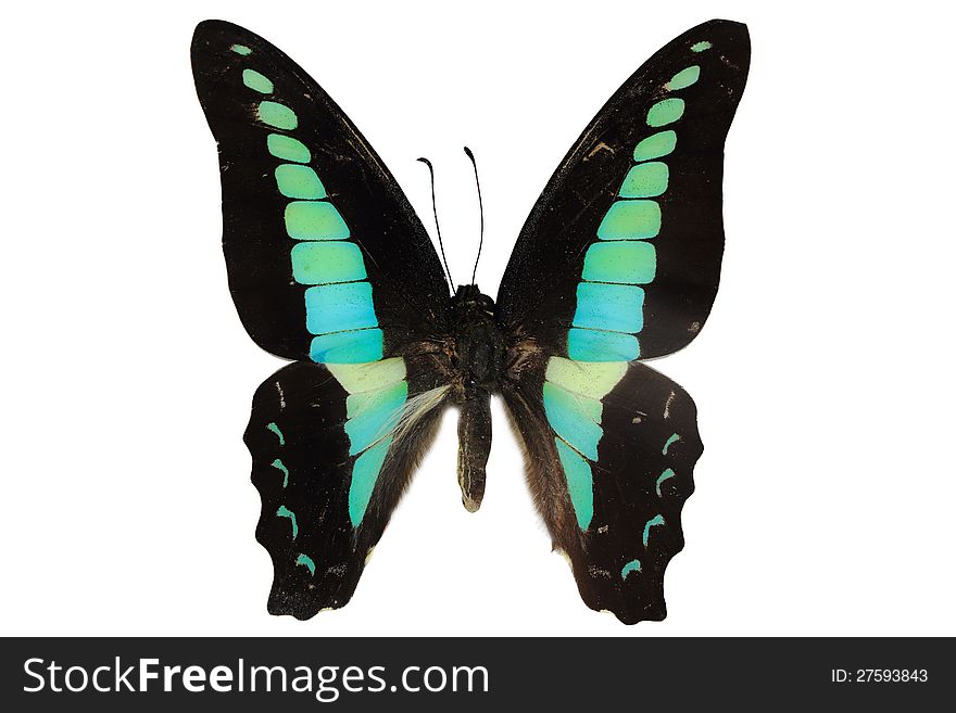 Butterfly on white background, clipping path