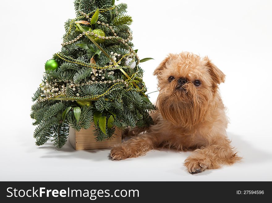 Dog breeds Brussels Griffon lies near the Christmas tree. Dog breeds Brussels Griffon lies near the Christmas tree