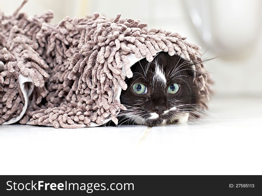 Black-white kitten hiding under the carpet and peeking. Black-white kitten hiding under the carpet and peeking