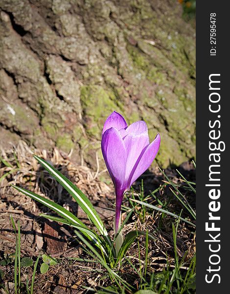 Crocus saffron first spring flowers grow in garden. Violet bloom. Crocus saffron first spring flowers grow in garden. Violet bloom