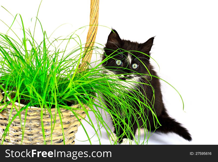 Kitten and the grass in the basket,  on white. Kitten and the grass in the basket,  on white