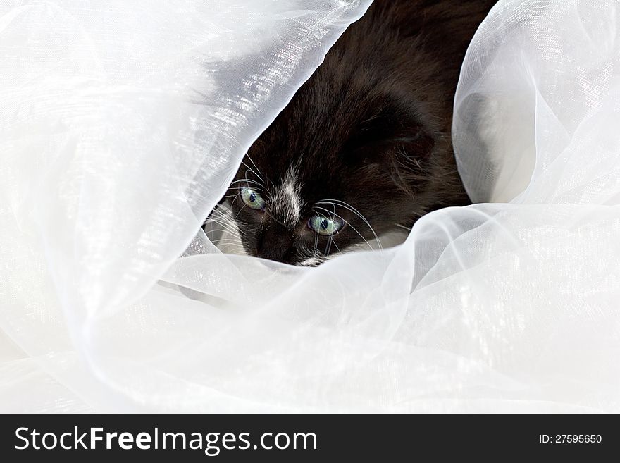 Beautiful pretty cute kitten looking through white fabric. Beautiful pretty cute kitten looking through white fabric