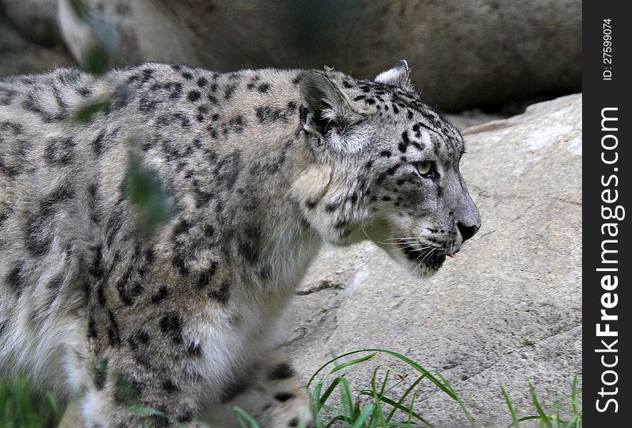 Snow Leopard