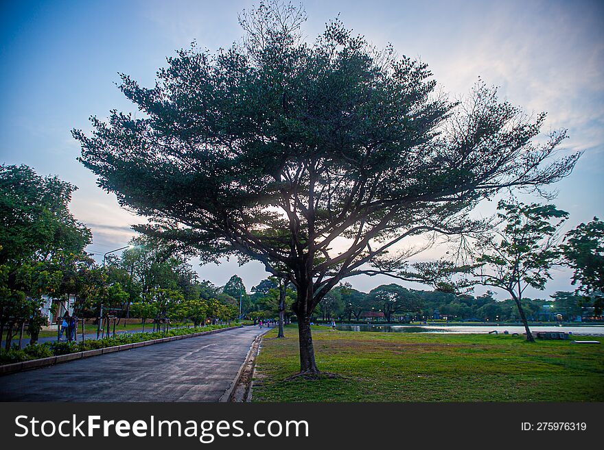 Tree park green grass sky road