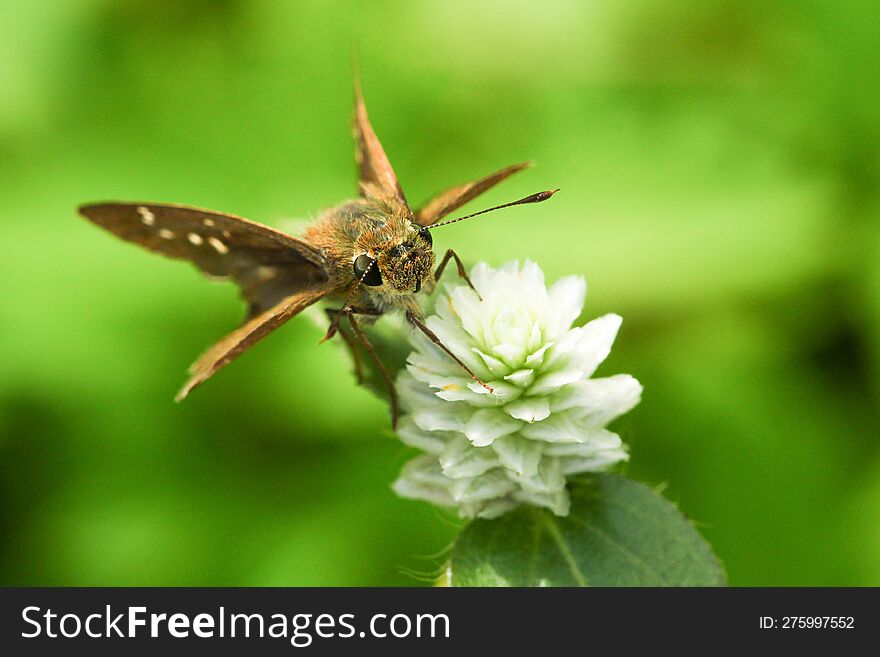 The Beauty Of A Wild Insect That Buds On A Flower