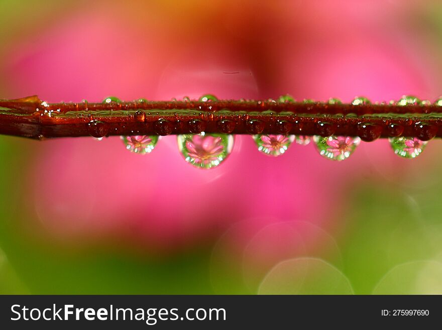 the beauty of flower dewdrops