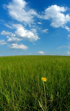 Clouds And Solitary Dandelion Stock Images Clouds And Solitary Dandelion Stock Images
