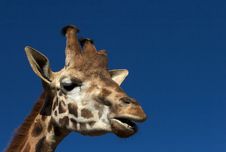 Giraffe Head Royalty Free Stock Image