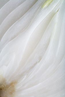 White Onion Royalty Free Stock Images