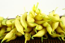 String Yellow Beans Stock Images String Yellow Beans Stock Images
