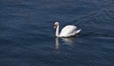 Swimming Swan Royalty Free Stock Photography Swimming Swan Royalty Free Stock Photography