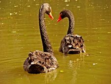Black Swans Royalty Free Stock Photo