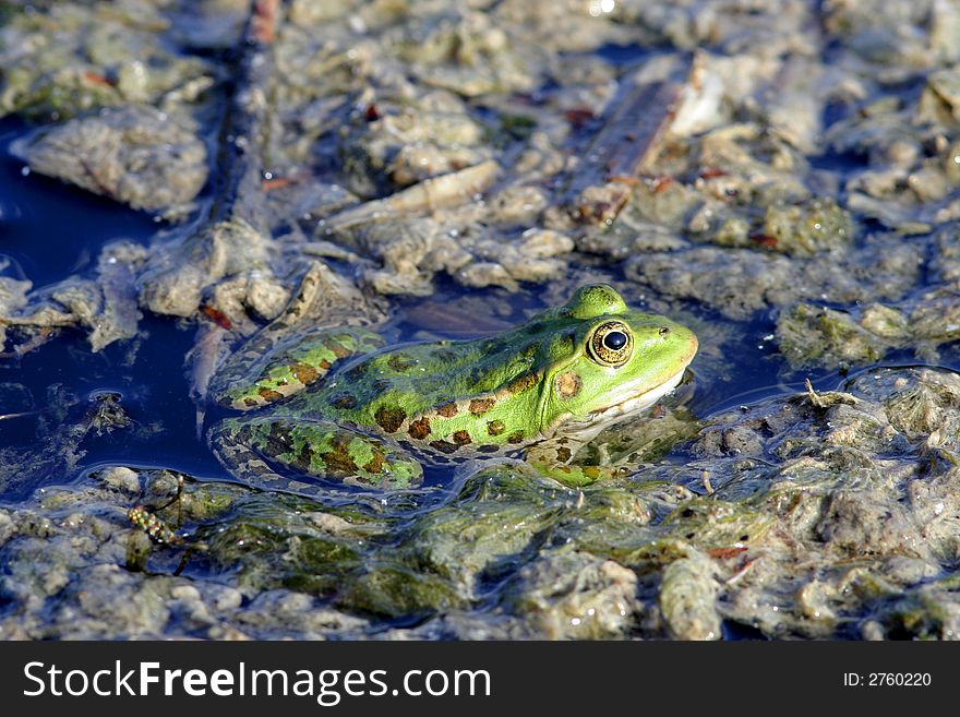 Green frog in the water with duckweed.
