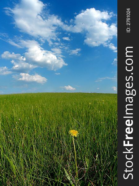 Blue sky, white clouds, green grass and one dandelion Wide angle view. Blue sky, white clouds, green grass and one dandelion Wide angle view