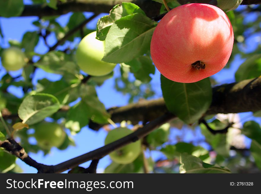 Red and green apples on the tree branch. Red and green apples on the tree branch