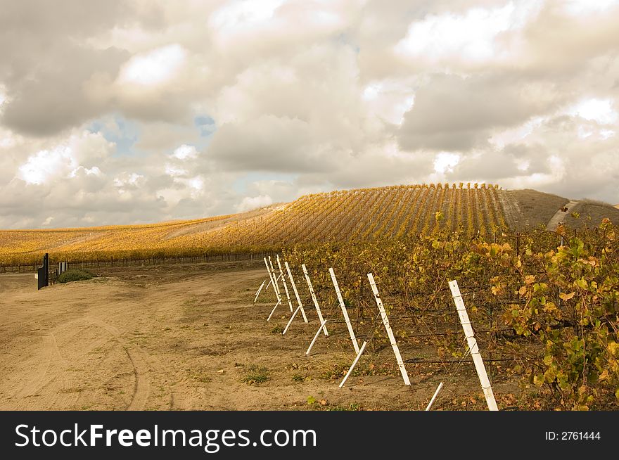 Vineyard road in the Central California Coast. Vineyard road in the Central California Coast