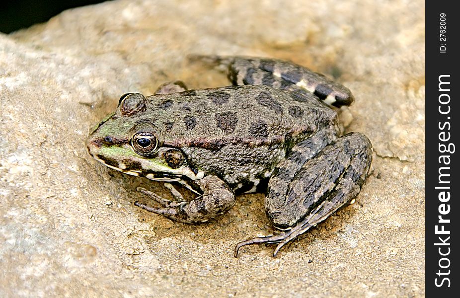 View of a Frog on the stone. View of a Frog on the stone