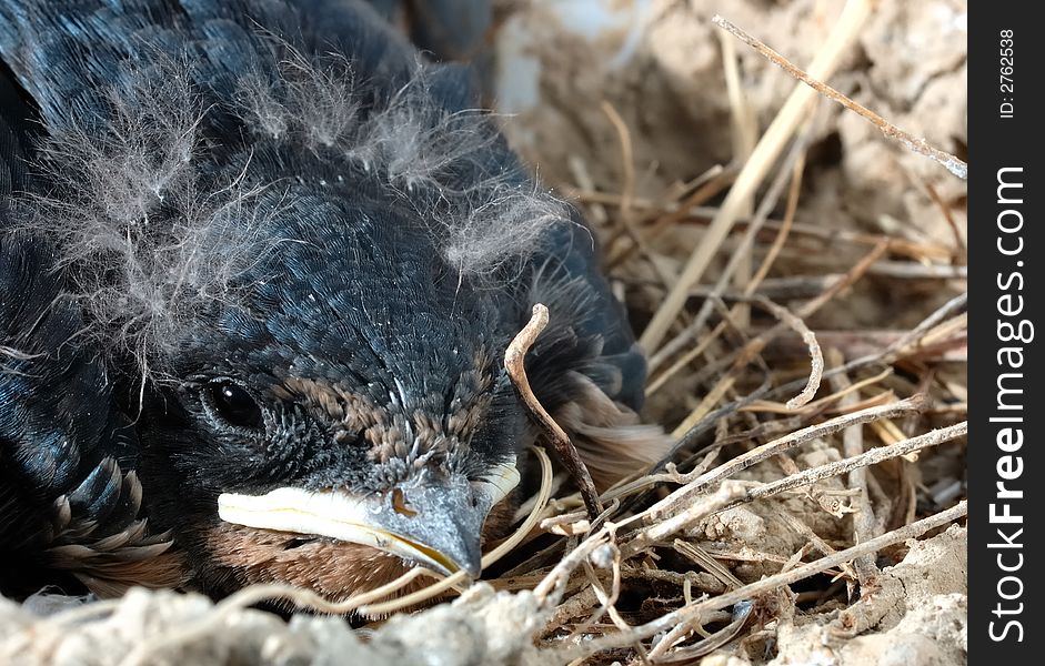 Close up of baby Barn Swallows in his nest. Close up of baby Barn Swallows in his nest