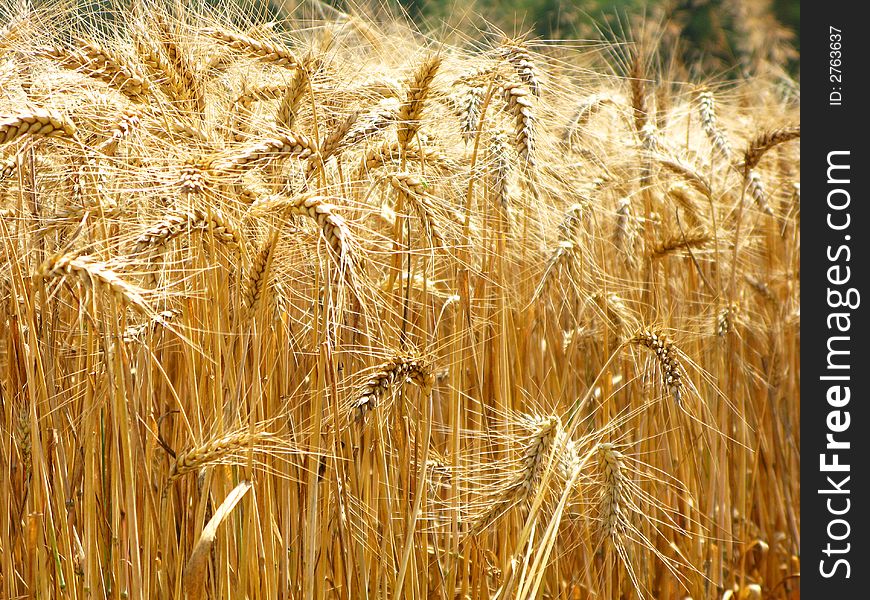 Nice grain field ready for the harvest. Nice grain field ready for the harvest