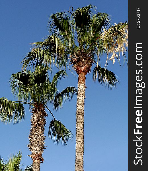 Palm trees near the beach