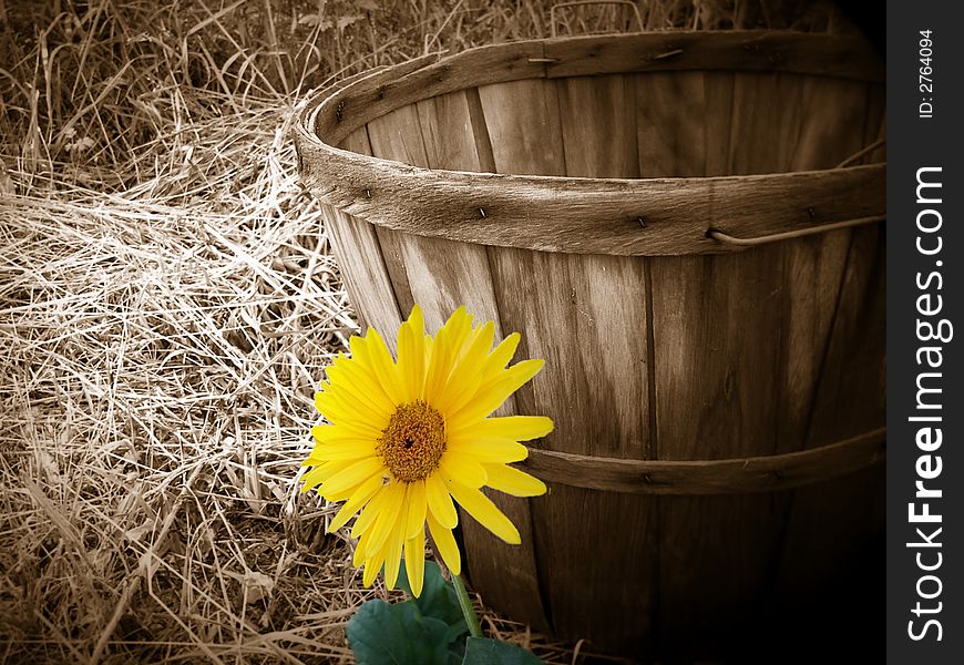 Bright yellow daisy found in the hayloft next to an old bushel basket. Bright yellow daisy found in the hayloft next to an old bushel basket