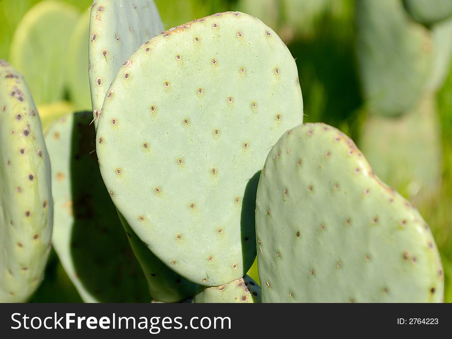 Luther Burbank's spineless cactus.