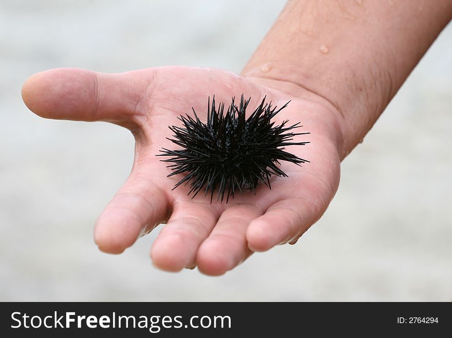 The sea hedgehog lays on a man's hand