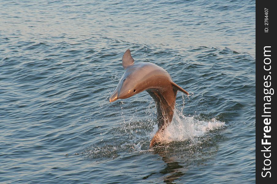 A dolphin jumping up out of the water. A dolphin jumping up out of the water.