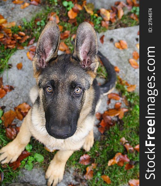 Photo of puppy of german shepherd. Photo of puppy of german shepherd