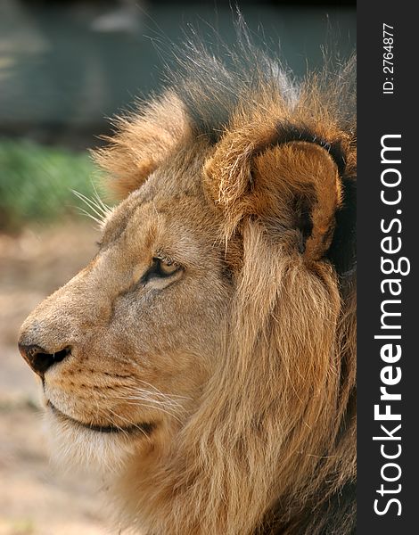 Profile portrait of male lion. Profile portrait of male lion