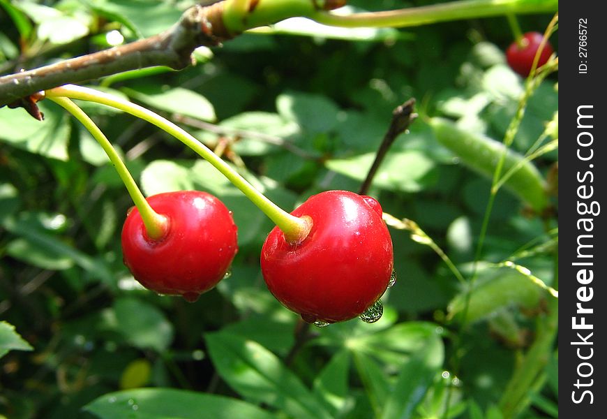 Cherries on a branch after a rain. Cherries on a branch after a rain