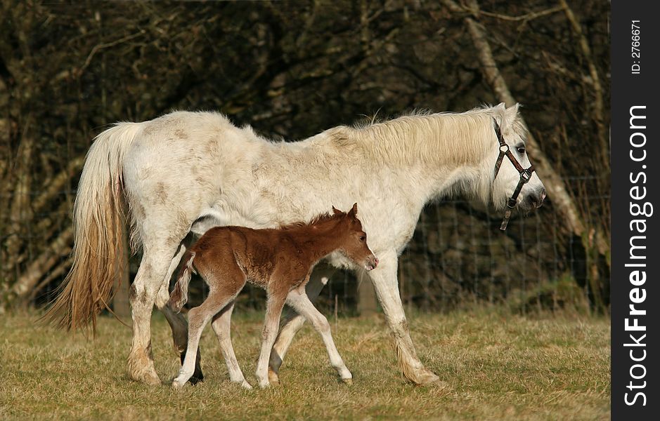 White horse with her newly born brown foal trotting along side her in a field in spring. White horse with her newly born brown foal trotting along side her in a field in spring.