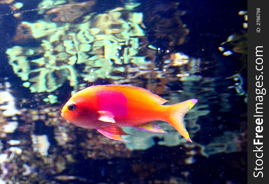 Fish swimming in the sea. Orange Fish Pink Spot. Fish swimming in the sea. Orange Fish Pink Spot