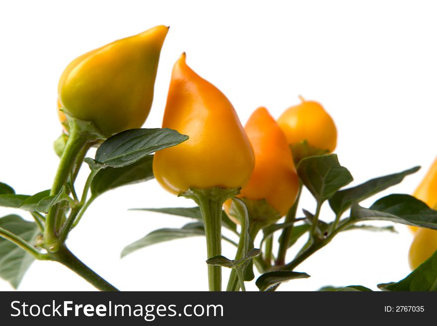 Yellow pepper plant isolated over white background. Yellow pepper plant isolated over white background
