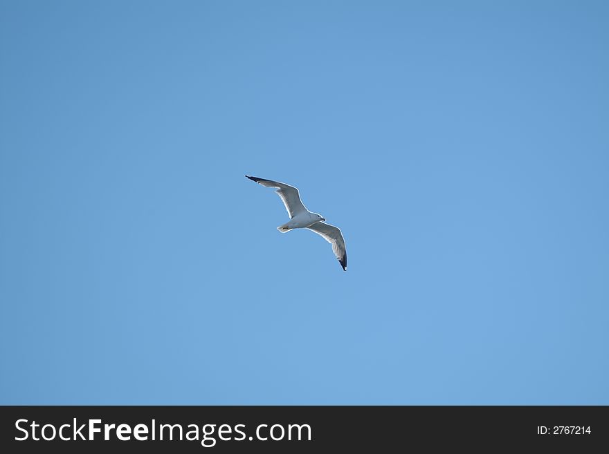 Fly of a seagull against a blue sky