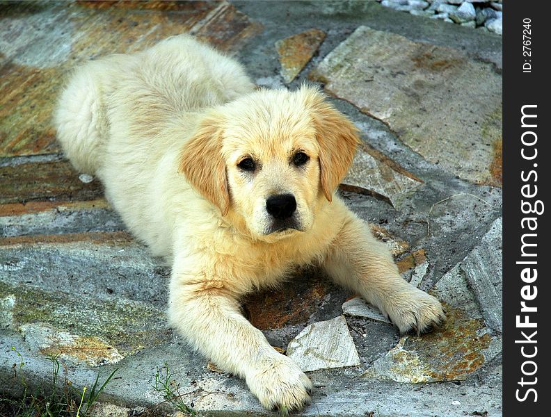 Cream Colored Golden Retriever puppy after her bath. Cream Colored Golden Retriever puppy after her bath.