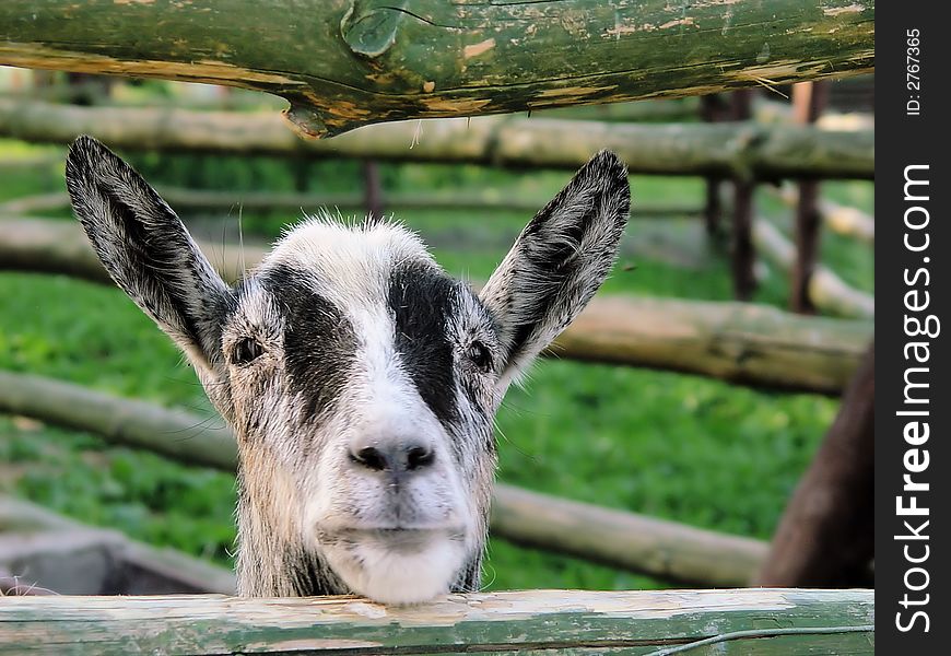 Goat looking into the camera with a questioning look