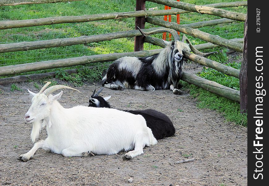 Black and white goat. farm animal
