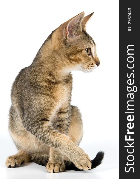 Kitten in studio on a neutral background