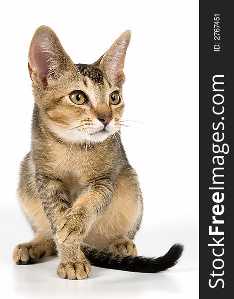 Kitten in studio on a neutral background